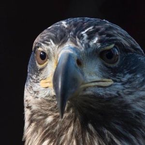 Meet your Posher, Steve